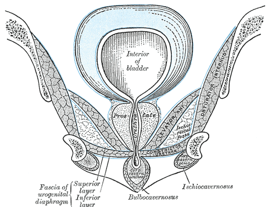 53fef48f66a741216a6d1c1c84aa17bc_1784190868_4401.png