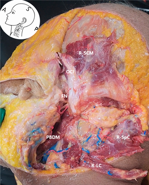 cdc26ff2edede276666f58d31a765741_1786767950_9071.png